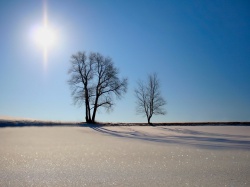 Деревья зимой фото